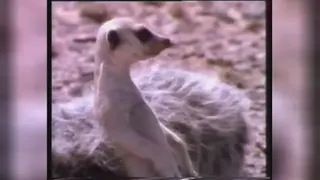 پکیج ایران رادیاتور