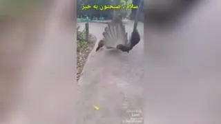 نوای صبحگاهی