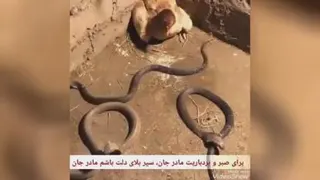 دلسوز تر از مادر وجودندارد