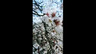 به وقت باهار