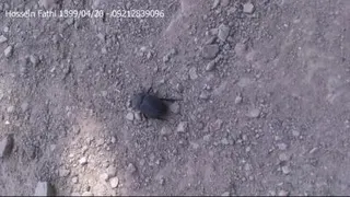 سوسک جنگلی
