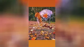 پاییز