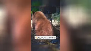 #حیوانات#