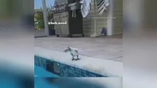 یه عقاب....🦅🤣🤣