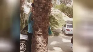 کوچک ولی شجاع