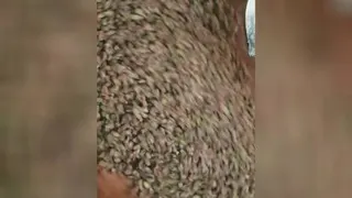 مراحل تولید نقل پسته ای