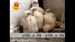 خخخخخ(اگه دوس داشتی لایک کن)