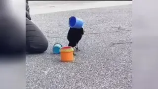 فهم و شعور پرنده روببینید