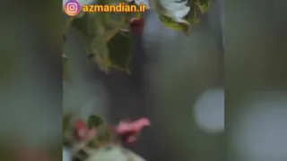 سوال چه میکنید