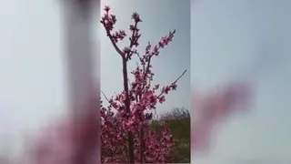 طبیعت بهاری