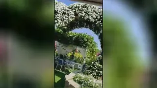 چون گل باطراوت