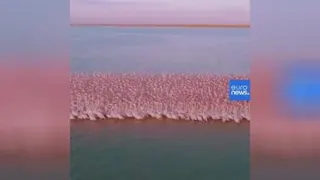 کوچ فلامینگوها