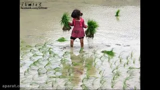 طبیعت زیبا مازندران و آهنگ زیبا