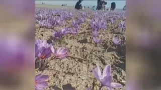 برداشت زعفران