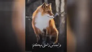 روباه دم بریده و مکار