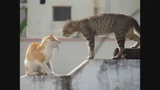 رقابت