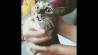 Fun