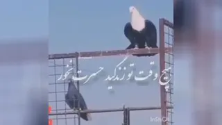 کفتر