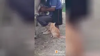 شیر خوردن گربه 🐱 🐈🐈