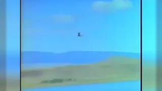 شکار