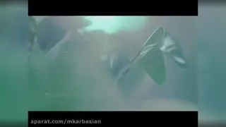 پرداخت خسارت