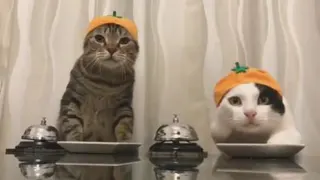 گربه با کلاس