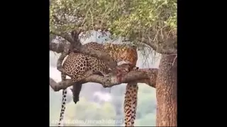 خوردن حیوان توسط ببر