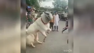 حیوانات