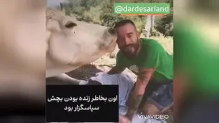بخشش _گاو_حیوانات