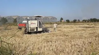 برداشت مکانیزه شالی