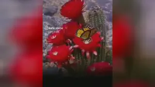 آرزو