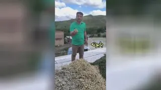 چای گونش_چای سلامتی