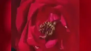 گل سرخ
