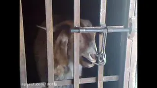 گوسفند باهوش