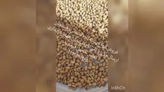 فروش انواع پسته