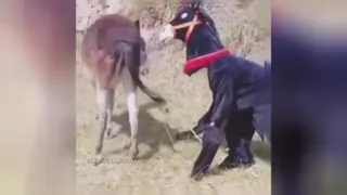 طنز الاغ