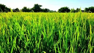 موسیقی مازنی، استاد خشرو