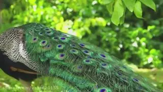 پرنده زیبا