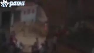 شکارچی