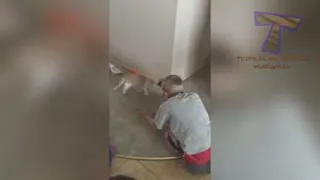 My cat