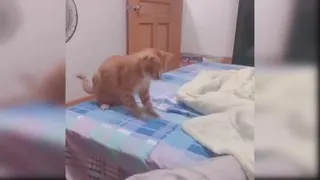 My cat