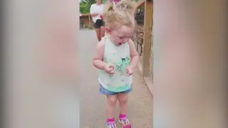 Animal dog