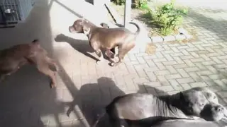Dog dog