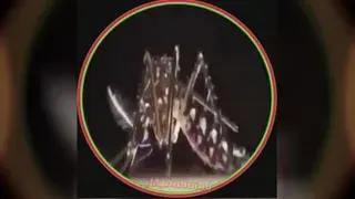 جالب و دیدنی حکمت خدا