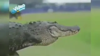 سوسمار علیل😂