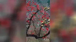 سلام و صبن بخیر