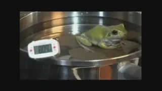 قورباغه ارام پز