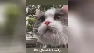 گربه ناز