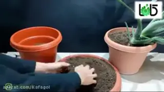 قلمه زدن آلوورا