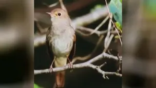 موسیقی گوش نواز